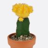Gymnocalycium mihanovichii
