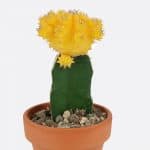 Gymnocalycium mihanovichii