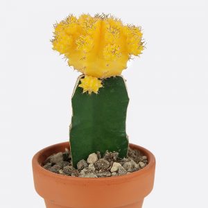 Gymnocalycium mihanovichii