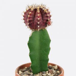 Gymnocalycium mihanovichii