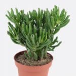 Crassula ovata gollum