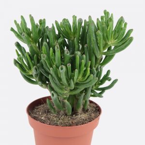 Crassula ovata gollum