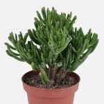Crassula ovata gollum