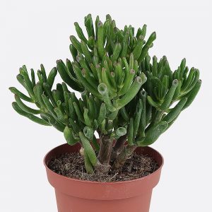 Crassula ovata gollum