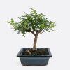 Zanthoxylum - Szechuanpfeffer, ca. 6-7 jährig, Zimmerbonsai