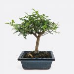 Zanthoxylum - Szechuanpfeffer, ca. 6-7 jährig, Zimmerbonsai