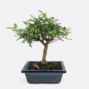 Zanthoxylum - Szechuanpfeffer, ca. 6-7 jährig, Zimmerbonsai