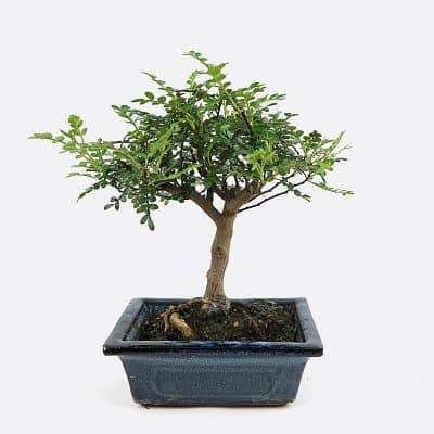 Zanthoxylum - Szechuanpfeffer, ca. 6-7 jährig, Zimmerbonsai