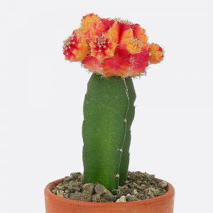 Gymnocalycium mihanovichii