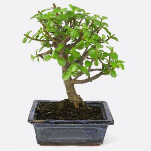 Portulacaria - Jadebaum, ca. 6-7 jährig, sukkulenter Zimmerbonsai