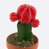 Gymnocalycium mihanovichii