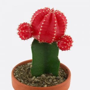 Gymnocalycium mihanovichii