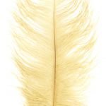 Feder Gelb Gold