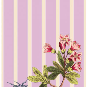 Postkarte Alpenrose