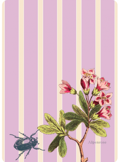 Postkarte Alpenrose